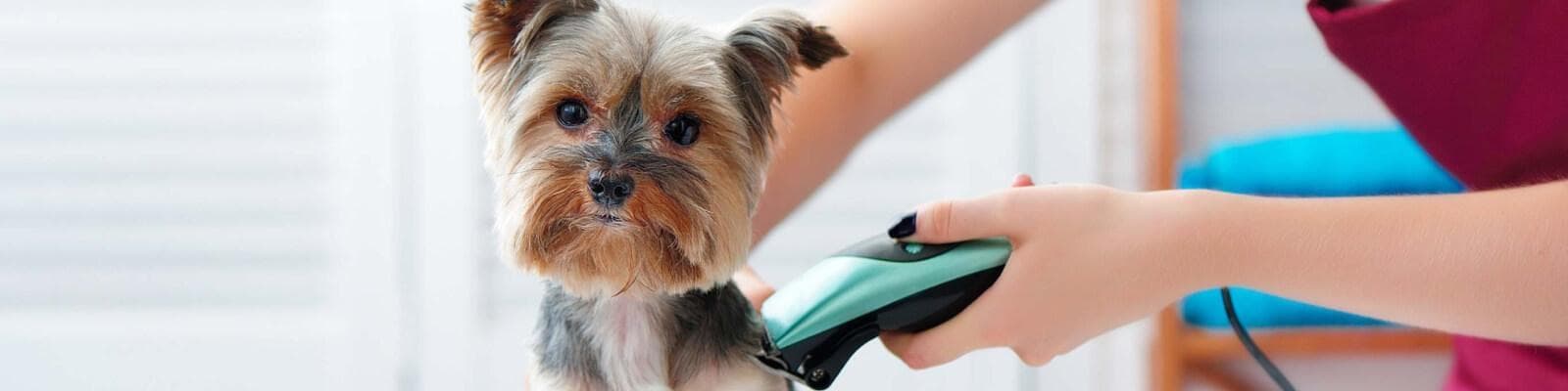 A small dog being groomed with clippers